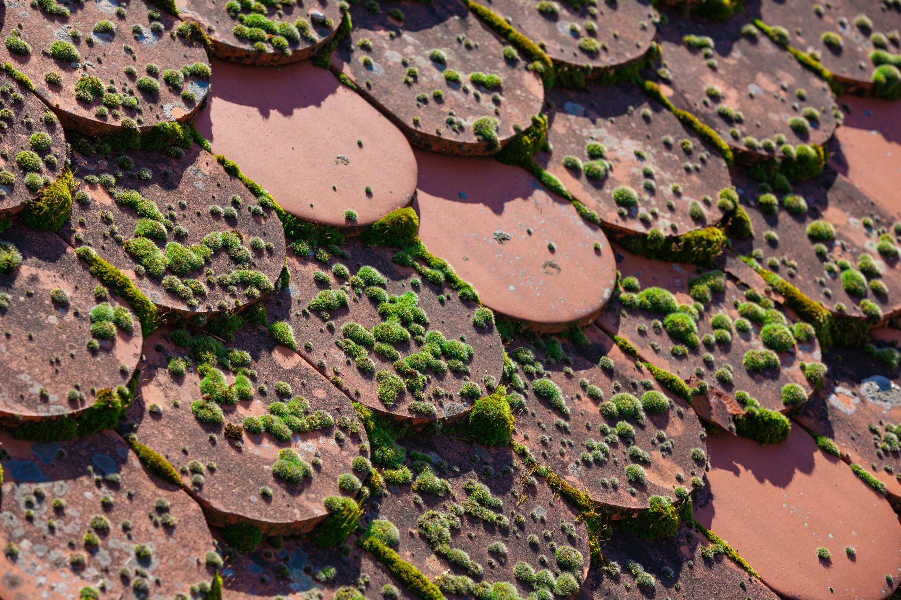 moss-growth-on-roof-tiles-is-it-a-problem-roofer-guides